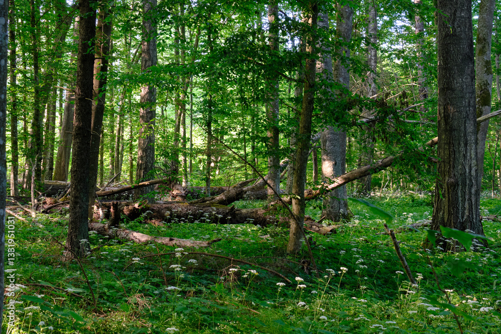 Rich deciduous forest stand with hornbeam trees in springtime