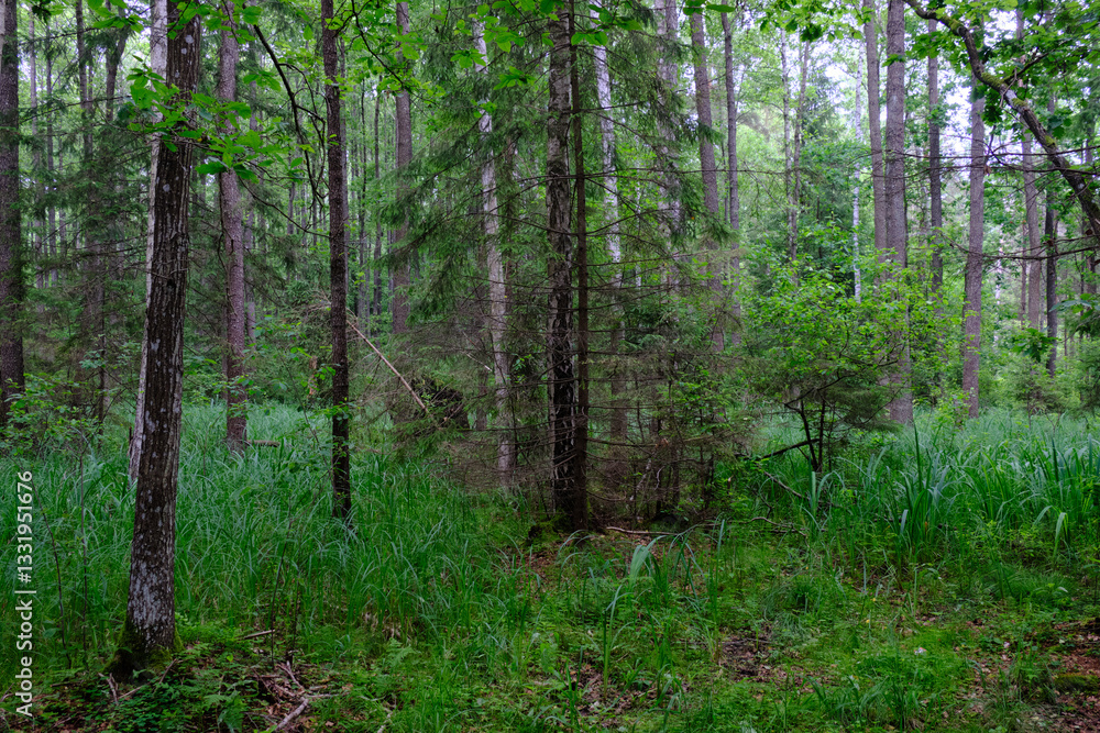 Rich deciduous forest with alder trees