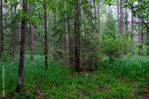 Obraz na płótnie Rich deciduous forest with alder trees w salonie