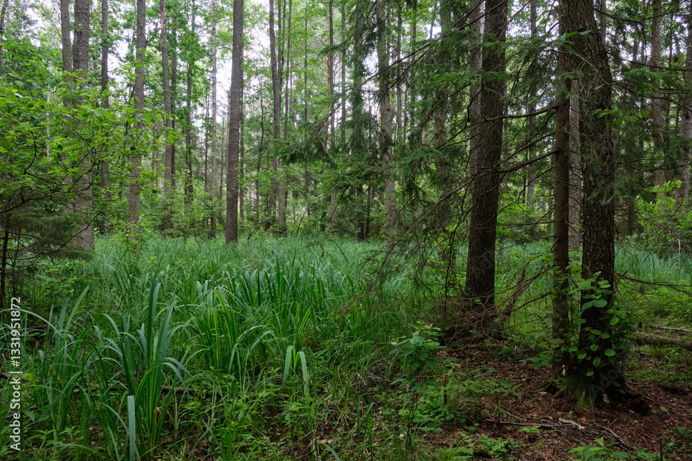 Rich deciduous forest with alder trees