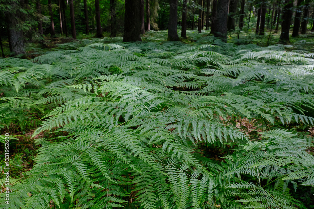 Floral background with Western Bracken fern