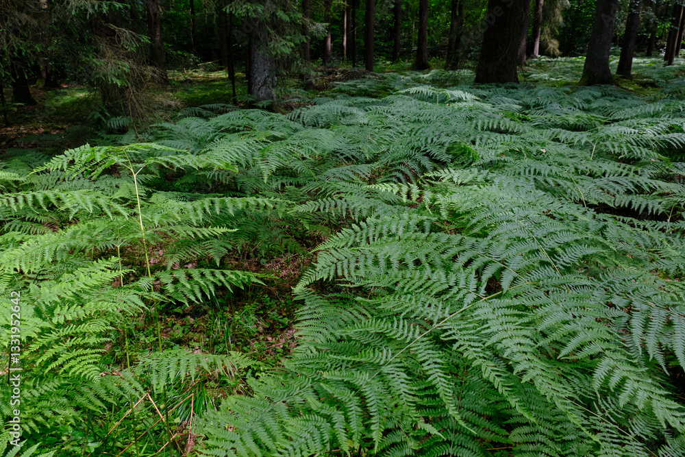 Floral background with Western Bracken fern