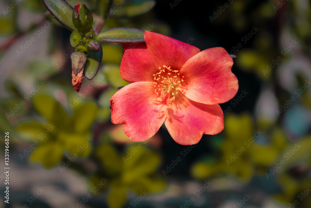 Vibrant red purslane flower blooming in summer garden Vibrant red purslane flower blooming in summer garden