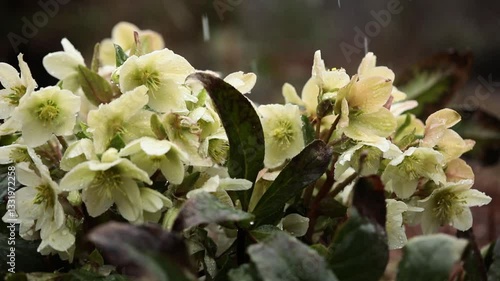 kremowy ciemiernik w kroplach deszczu, Helleborus