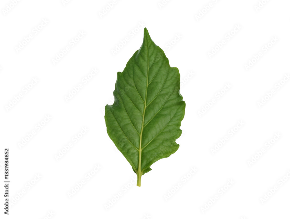 Single green leaf isolated on black background Single green leaf isolated on black background