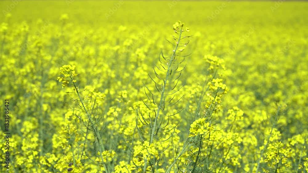 Organic rapeseed field in full blow and yellow blossoms blooming in spring with flying honey bees collecting pollen in organic rapeseed field for pollination and honey production with yellow blossoms. Organic rapeseed field in full blow and yellow blossoms blooming in spring with flying honey bees collecting pollen in organic rapeseed field for pollination and honey production with yellow blossoms.