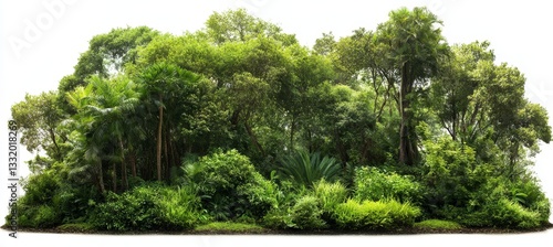 The natural scenery of the PNG Amazon rainforest is an outdoor landscape