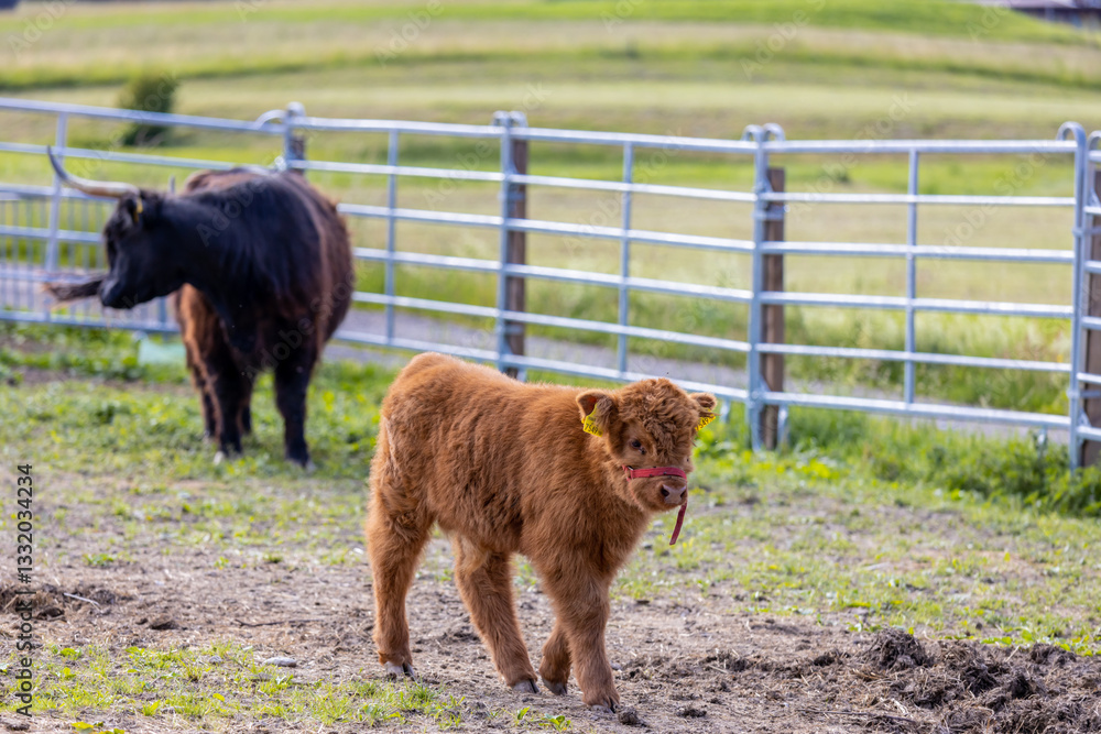 Fototapeta premium Cow and calf on the farm in the Alps. European farming on the green field of the mountain alpine scenic land. Happy and healthy cows producing milk from the alpine meadow green grass in summer