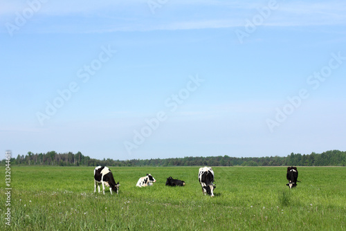 Five cows grazing in a green field on a summer day. Landscape herd and clouds