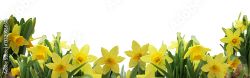 fresh spring daffodils banner arranged in a slight arch isolated  copy space
