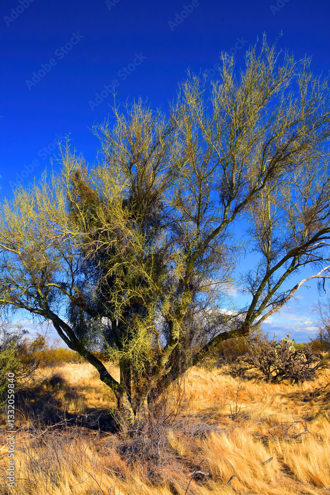 Fototapeta premium Palo Verde Tree, Sonora Desert, Mid Summer