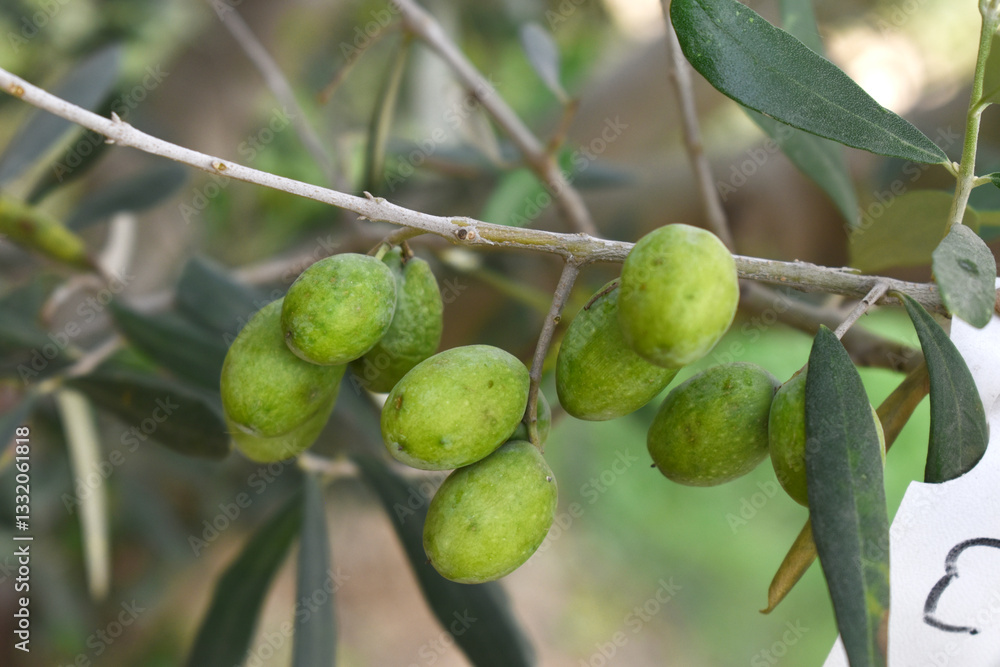 unripe green olives on tree closeup, Olive-tree branch with unripe green olives, olive tree plantation during harvest, unripe green olives on the tree with green leaves, Chakwal, Punjab, Pakistan