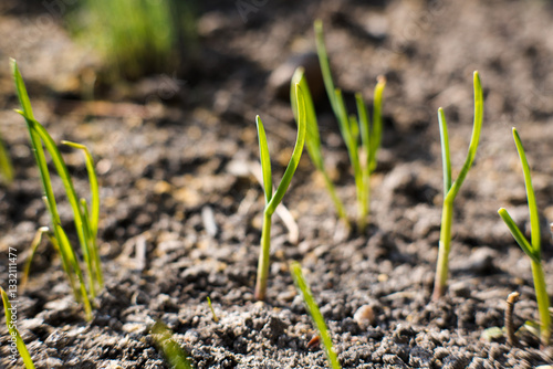 Obraz na płótnie Emerging young garlic shoots, gardening.
w salonie