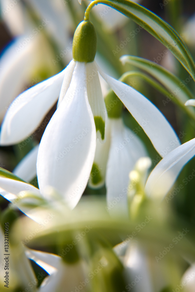 Blooming spring flowers, snowdrops. Spring garden.