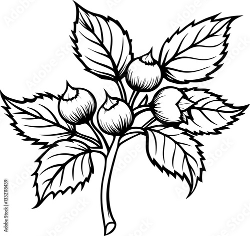 Detailed botanical illustration branch with hazelnuts and leaves, intricate floral design