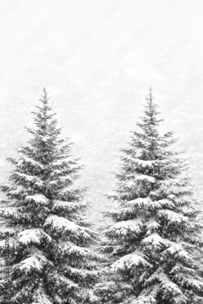 Obraz premium Pair of spruce trees laden with snow, serene winter forest landscape