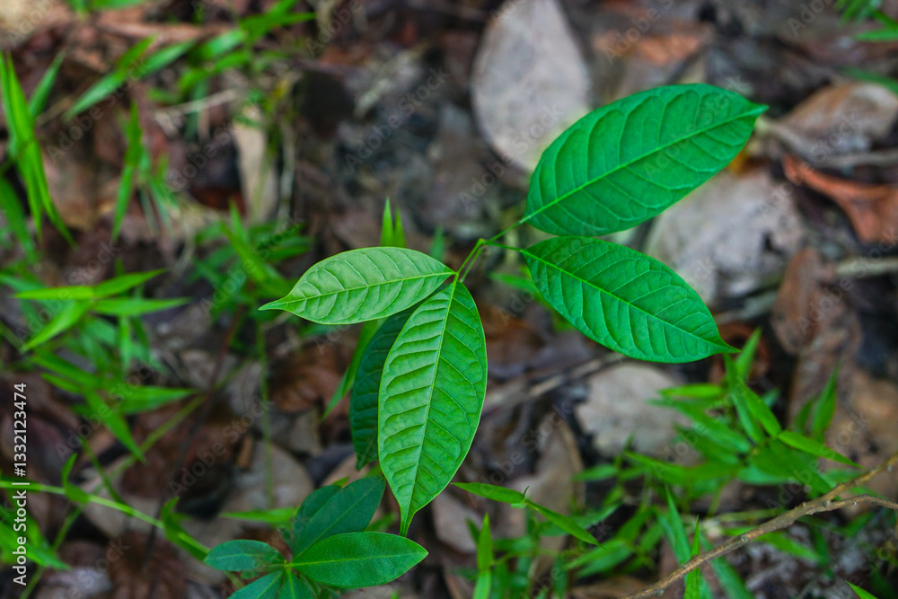 Mahogany tree seedling (Swietenia macrophylla) Mahogany tree seedling (Swietenia macrophylla)
