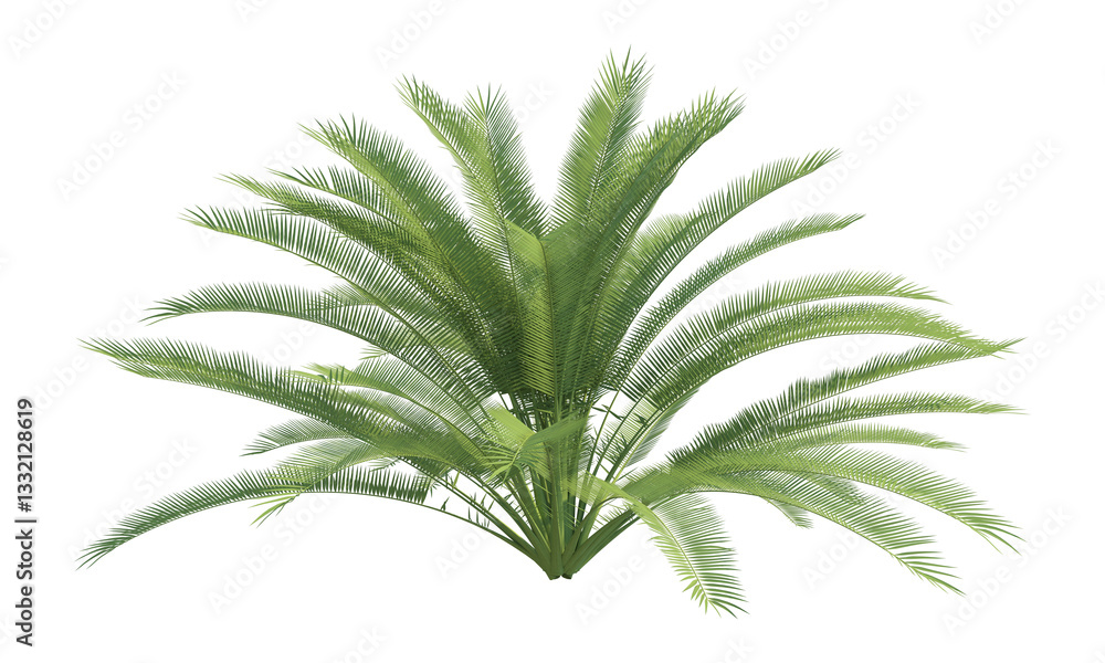 Date Palm front view png alpha channel