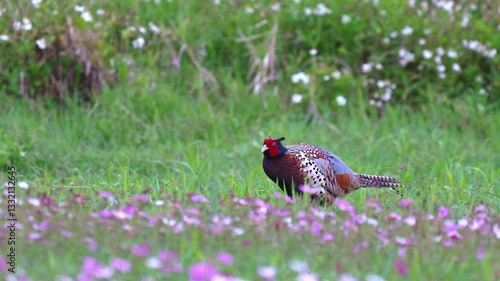 Ring-necked Pheasant male in a flower field