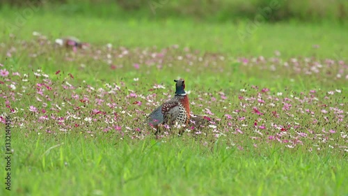 Ring-necked Pheasant male and female in a flower field