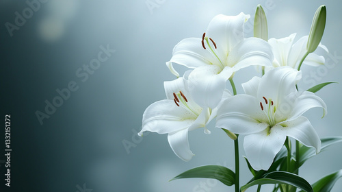 Snow-white lilies, symbolizing purity, renewal, and the arrival of spring. Perfect for Easter-themed designs, floral arrangements, and serene nature-inspired compositions. copy space