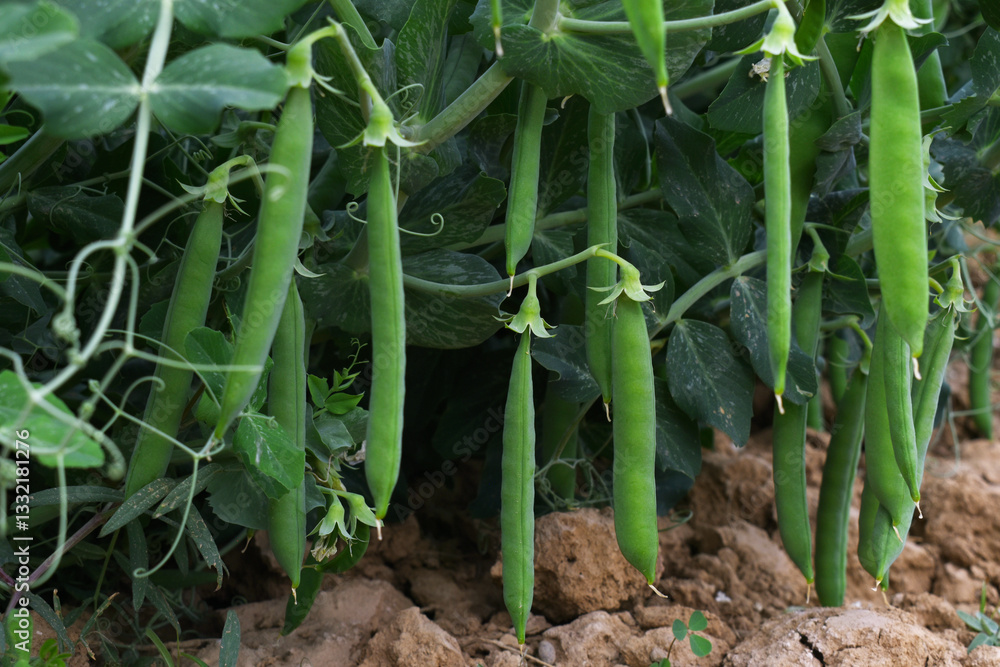 Obraz premium Green peas grow in the garden Beautiful close up of green fresh peas and pea pods. Healthy food, Bush of sweet pea with ripe pods cultivated on vegetable garden, green peas closeup in nature, Pakistan