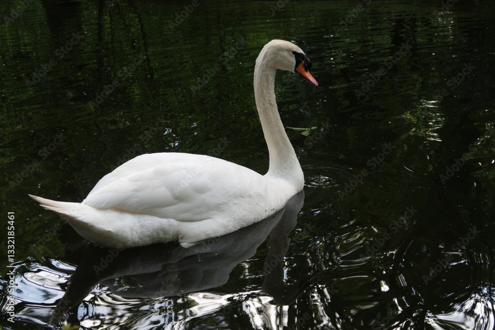 Fototapeta premium swan on the lake