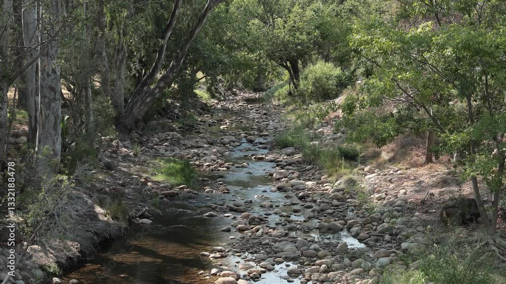 Eerste river in stellenbosch slowly moving downstream over round rocks and stones through lush green forest in the middle of the city. Sunny summer scene. Eerste river in stellenbosch slowly moving downstream over round rocks and stones through lush green forest in the middle of the city. Sunny summer scene.