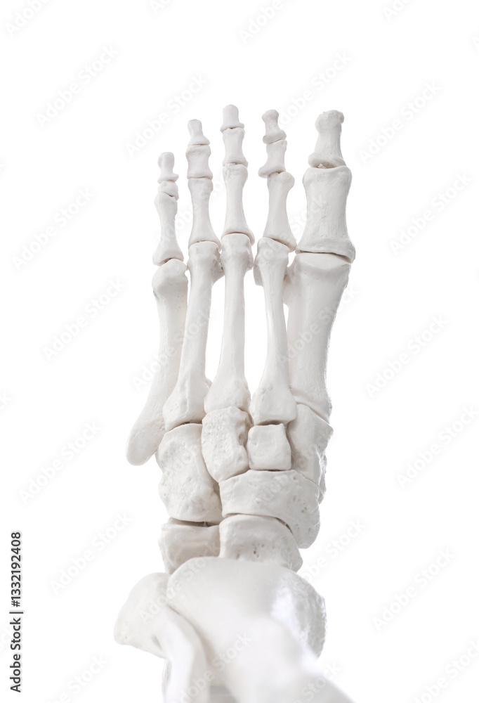 Obraz premium Artificial human skeleton model isolated on white, closeup