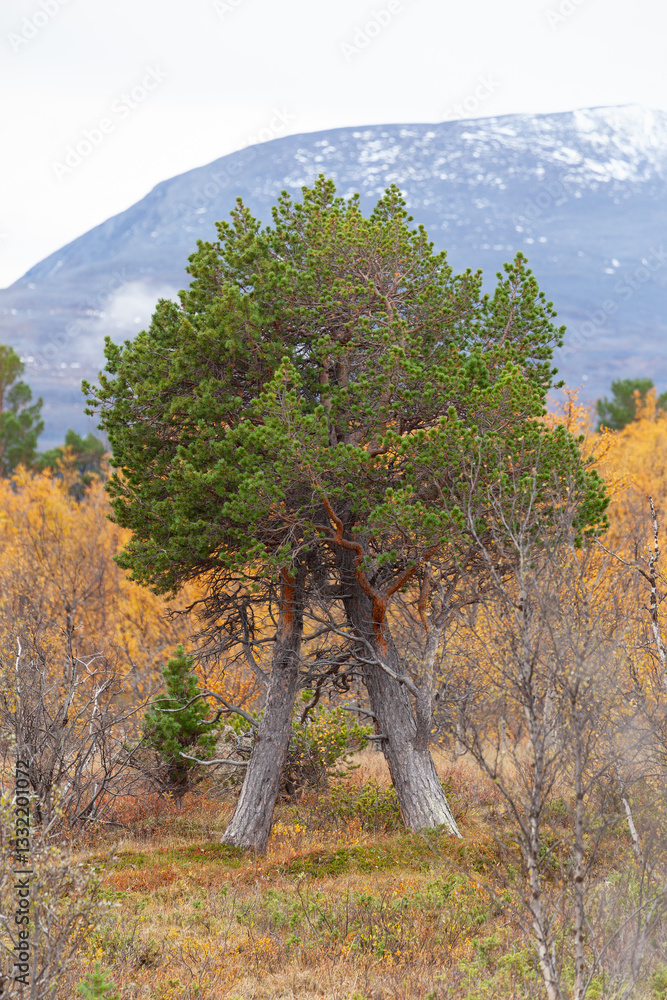 Fototapeta premium Zwei Kiefern werden zu einem Paar. Abisko Nationalpark in Schweden. Farbiger Herbst in Lapland.