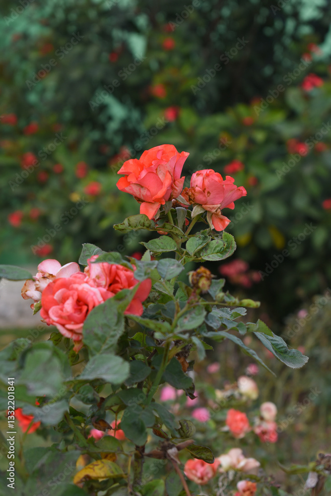 Beautiful red rose flower closeup in garden, A very beautiful red rose flower bloomed on the rose tree, Rose flower closeup, bloom flowers, Natural spring flower, Natural floral background, Beautiful red rose flower closeup in garden, A very beautiful red rose flower bloomed on the rose tree, Rose flower closeup, bloom flowers, Natural spring flower, Natural floral background,