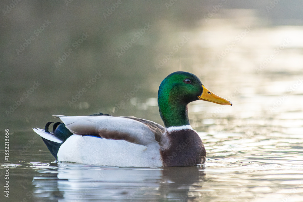 Obraz premium Mallard Drake Swimming in Water (Anas platyrhynchos)