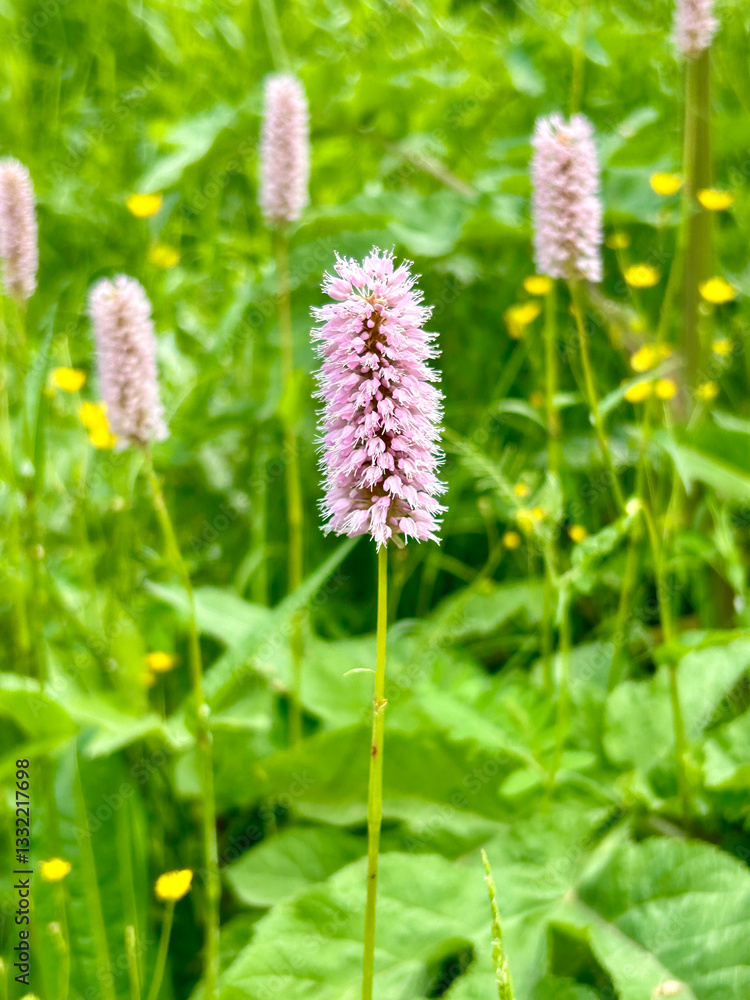 Fototapeta premium A vibrant pink wildflower stands amidst the lush greenery of a meadow, surrounded by similar flowers and small yellow flowers, exuding a sense of tranquility and natural beauty.