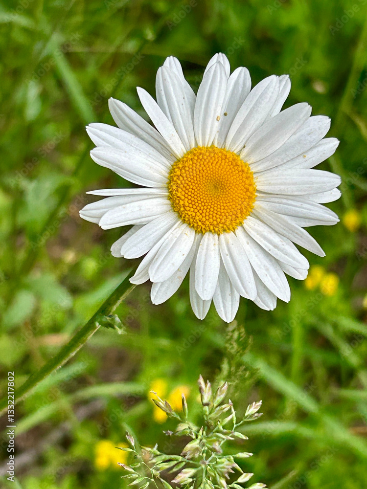 Fototapeta premium A vibrant close-up image of a white daisy flower with a yellow center against a lush green background. The daisy stands out in sharp focus, capturing the simplicity and beauty of nature. 