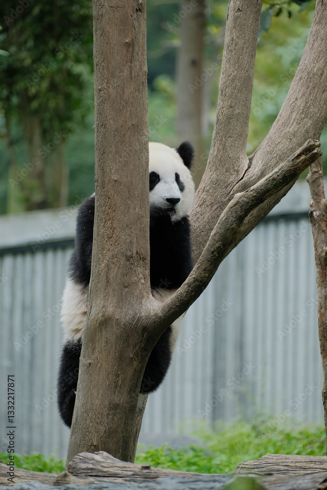 Obraz premium Giant Panda Playing in Chengdu