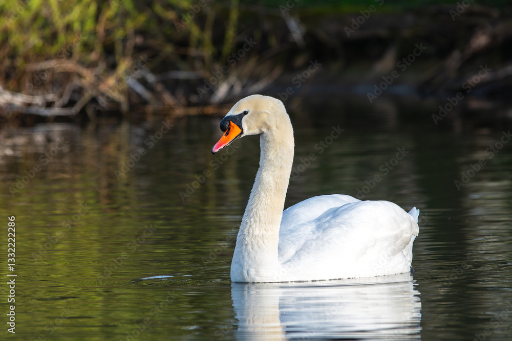 Mute Swan (Cygnus olor) on the Water Mute Swan (Cygnus olor) on the Water