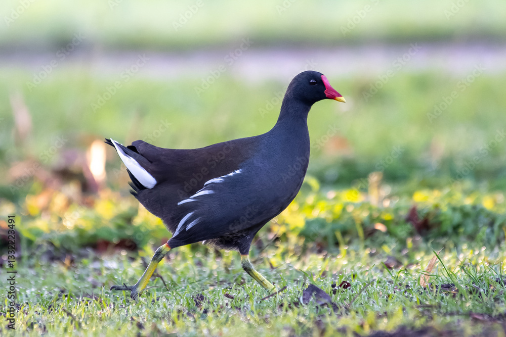 Moorhen Walking in the Grass (Gallinula chloropus) Moorhen Walking in the Grass (Gallinula chloropus)