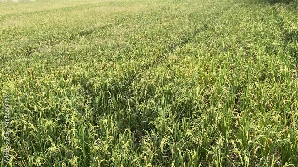 Ricefield Ricefield