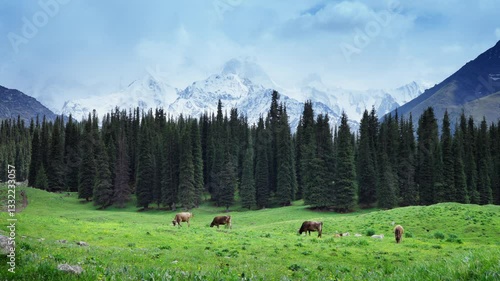 4k Video of Cattle Grazing Under Xieta Snow Mountain in Ili Xinjiang With Stunning Natural Beauty