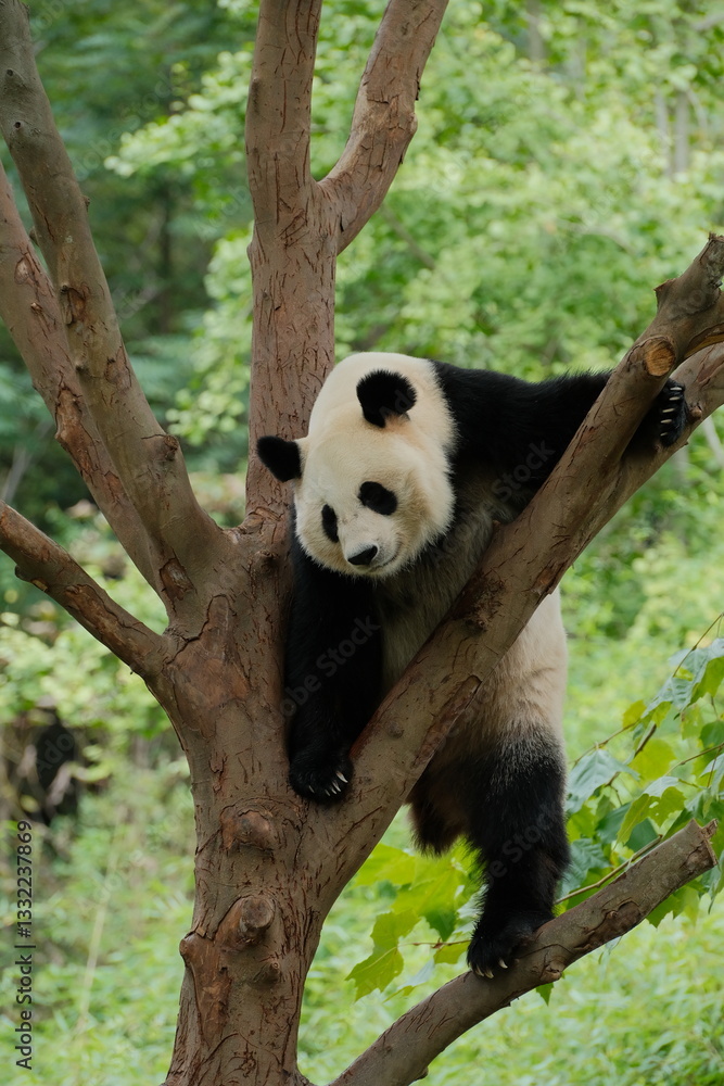Obraz premium Giant Panda Playing in Chengdu