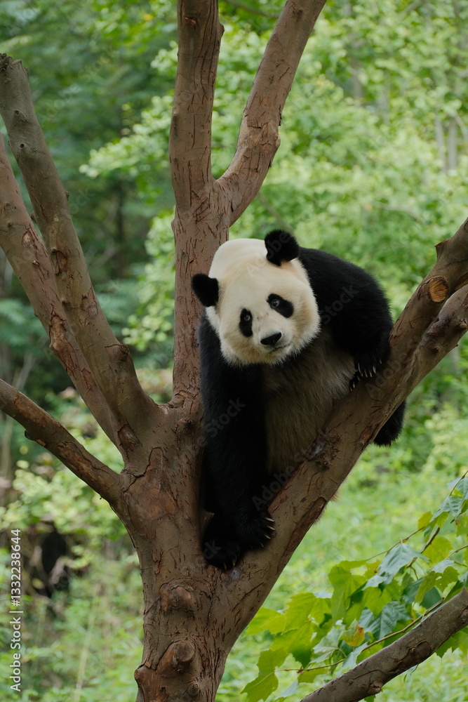 Obraz premium Giant Panda Playing in Chengdu