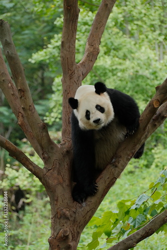 Giant Panda Playing in Chengdu