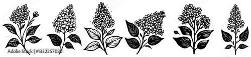 elegant black and white lilac flower vector collection