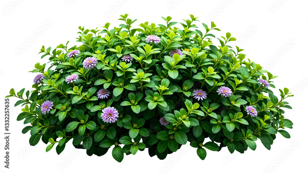 Lush Green Bush with Purple Flowers Isolated on Transparent Background for Nature and Gardening Projects Lush Green Bush with Purple Flowers Isolated on Transparent Background for Nature and Gardening Projects