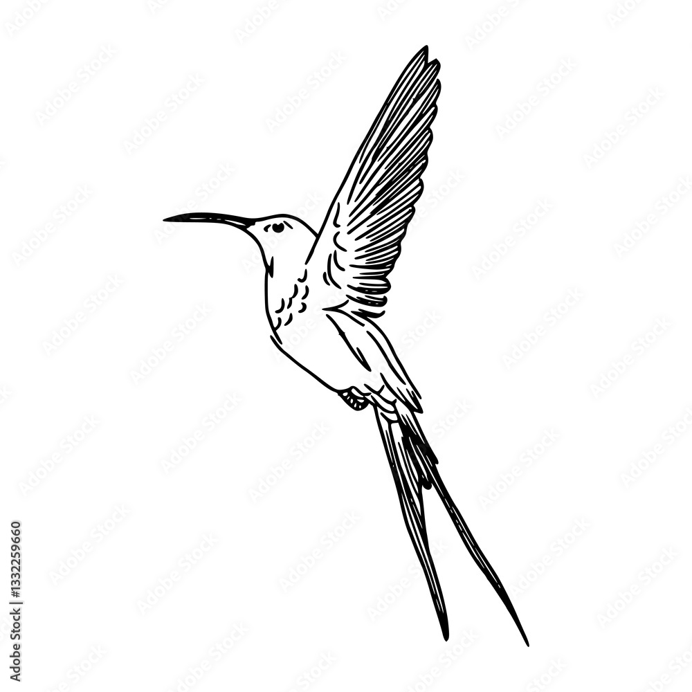 Fototapeta premium vector illustration of a hummingbird