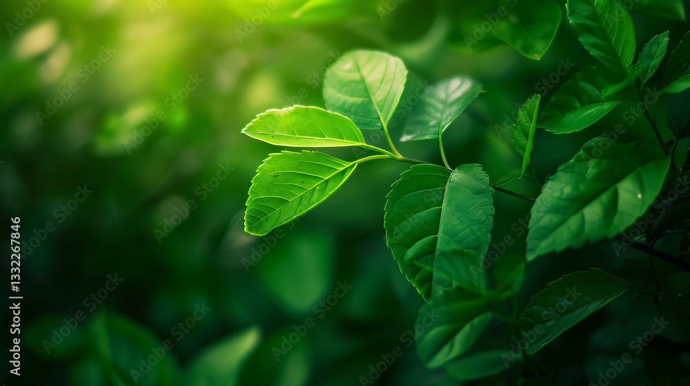 Nature of green leaves in a garden during summer. Natural green plants used as spring background, cover page, greenery, environment, and ecology wallpaper. Nature of green leaves in a garden during summer. Natural green plants used as spring background, cover page, greenery, environment, and ecology wallpaper.