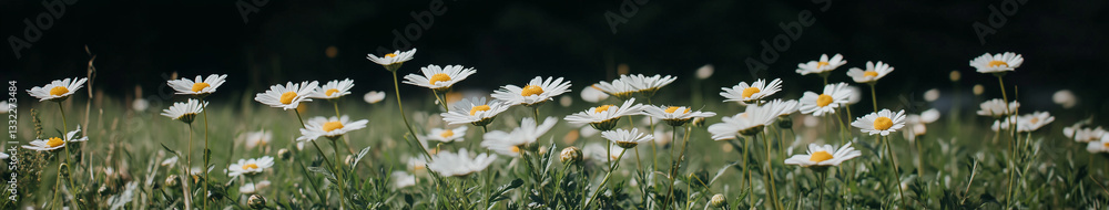 Obraz premium Daisy Field Panorama: A sprawling panorama of a daisy field, with countless white petals reaching towards the light, a beautiful view, in a natural, peaceful setting.