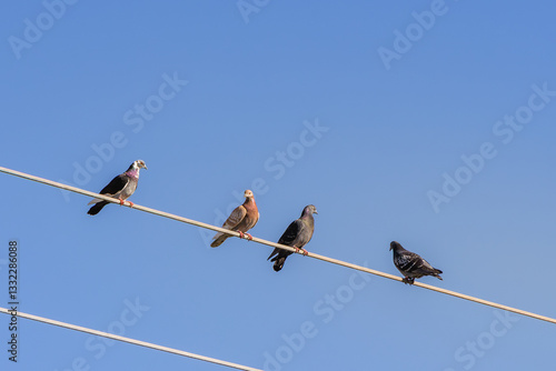 Four Pigeons Perched on a Wire Against a Clear Blue Sky