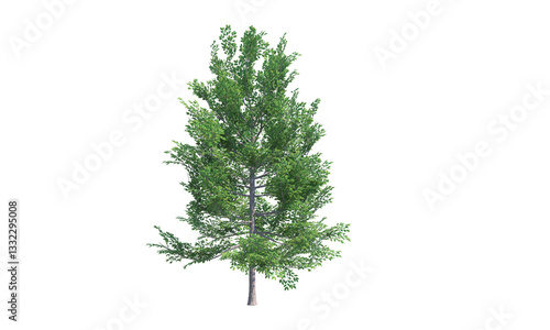 Black Gum tree front view png alpha channel