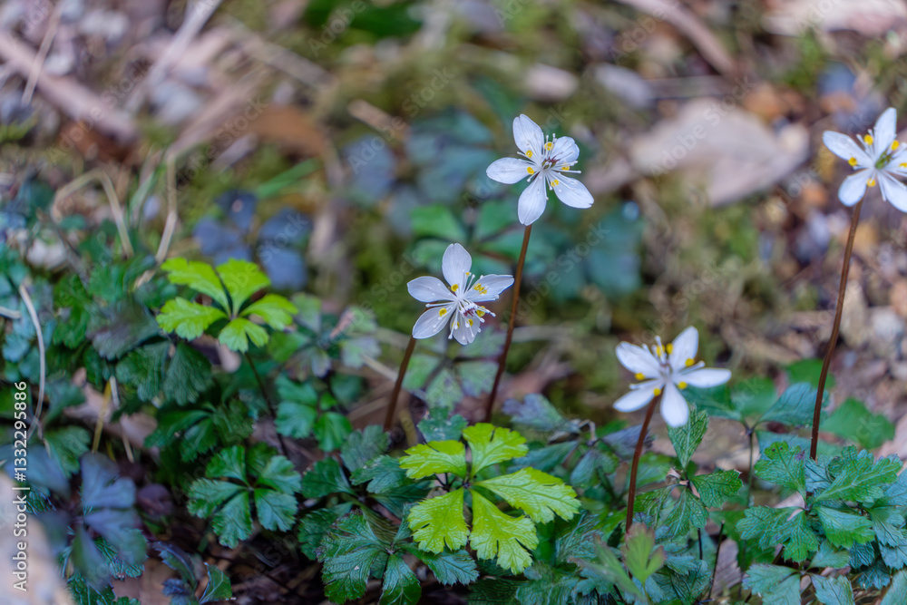 バイカオウレンの可憐な花 バイカオウレンの可憐な花